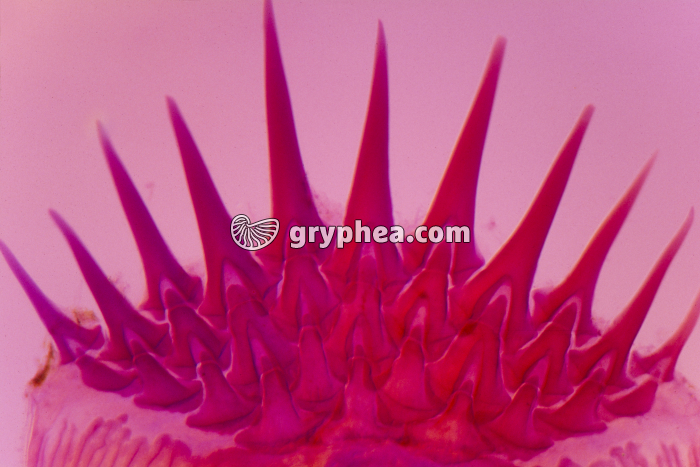 Ecaille de Sole x15 - gryphea.org